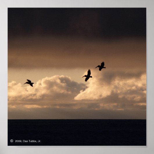 ペリカンサンセット ポスター (正面)