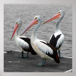 ペリカンシーバードミニマリストのカラーポップ・アートの写真 ポスター