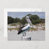 ペリカンスタンディングオンポストオンサンディビーチ ポストカード (正面/裏面)