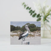 ペリカンスタンディングオンポストオンサンディビーチ ポストカード (スタンド正面)