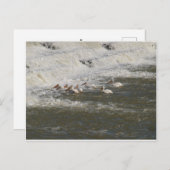 ペリカンス魚釣りを下流 ポストカード (正面/裏面)