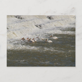 ペリカンス魚釣りを下流 ポストカード