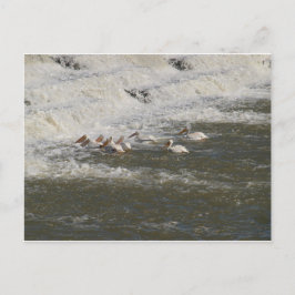 ペリカンス魚釣りを下流 ポストカード