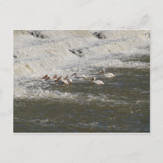 ペリカンス魚釣りを下流 ポストカード (正面)