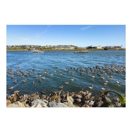 ペリカンバーキング – マリーナデル・レイ(カリフォルニア州) フォトプリント (正面)