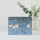 ペリカンパレード – はがき (スタンド正面)