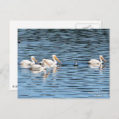 ペリカンパレード – はがき (正面/裏面)