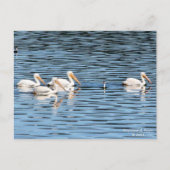 ペリカンパレード – はがき (正面)