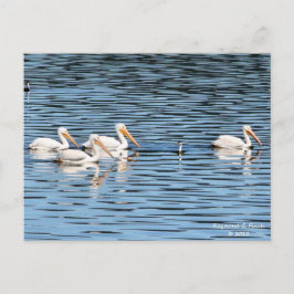 ペリカンパレード – はがき