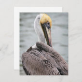 ペリカンフラットカード シーズンカード (正面/裏面)