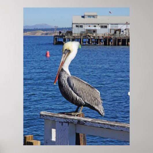 ペリカンプリント ポスター (正面)