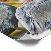 ペリカンボゴコーブ ポスター (角)