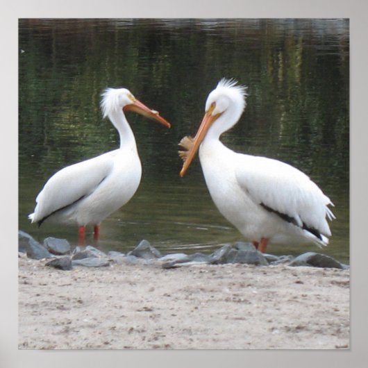 ペリカンポスタープリント ポスター (正面)