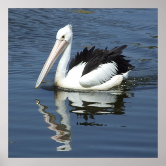 ペリカンポスター ポスター (正面)