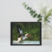 ペリカンポストカード2枚 ポストカード (スタンド正面)