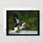 ペリカンポストカード2枚 ポストカード (正面/裏面)