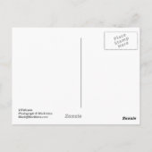 ペリカンポストカード2枚 ポストカード (裏面)