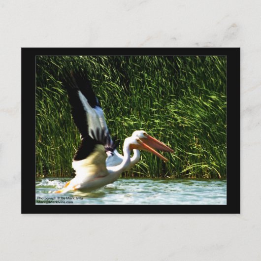 ペリカンポストカード2枚 ポストカード (正面)