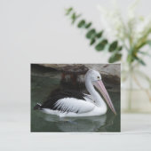 ペリカンポストカード ポストカード (スタンド正面)