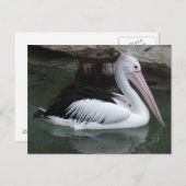 ペリカンポストカード ポストカード (正面/裏面)
