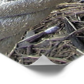 ペリカンポートレート ポスター (角)