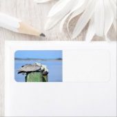 ペリカン安静時 ラベル (インサイチュ)