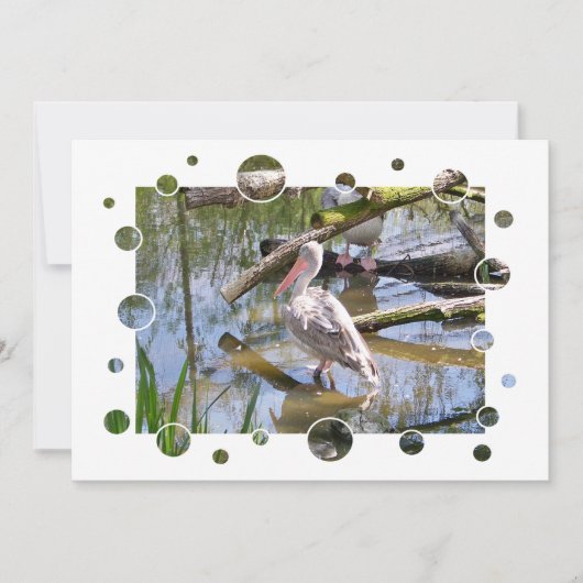 ペリカン招待状 (正面)