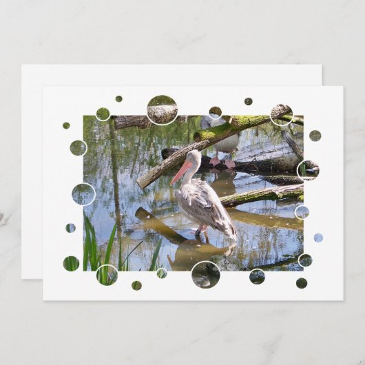 ペリカン招待状 (正面/裏面)