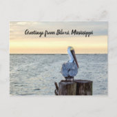 ペリカン挨拶はがき ポストカード (正面)