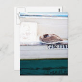 ペリカン昼寝 ポストカード (正面/裏面)