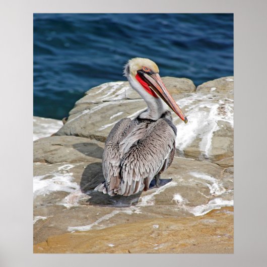 ペリカン海 ポスター (正面)