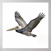 ペリカン澄ん ポスター (正面)