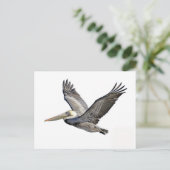 ペリカン澄ん ポストカード (スタンド正面)