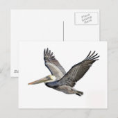 ペリカン澄ん ポストカード (正面/裏面)