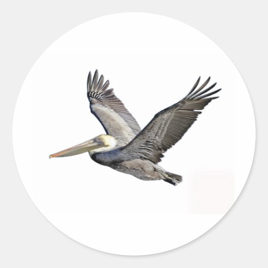 ペリカン澄ん ラウンドシール (正面)