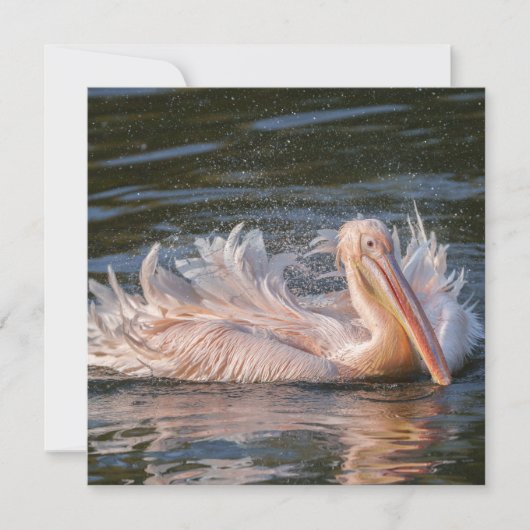 ペリカン運動 (正面)