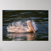 ペリカン運動 ポスター (正面)