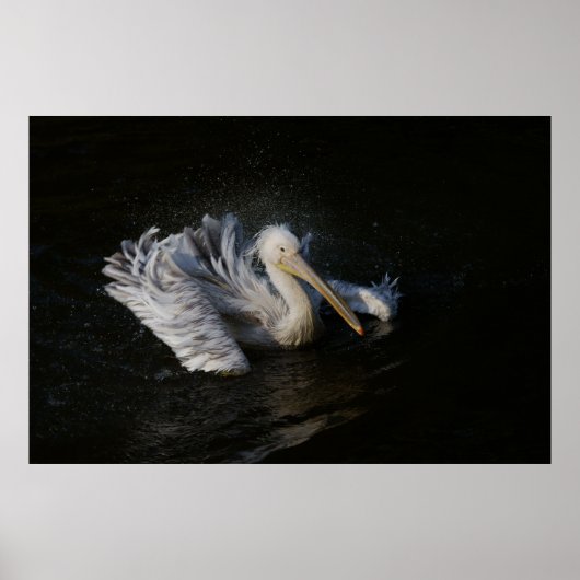 ペリカン運動 ポスター (正面)