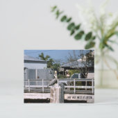 ペリカン鍵西フロリダ1987 ポストカード (スタンド正面)