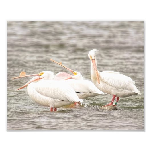 ペリカン魚釣り3体 フォトプリント            (正面)