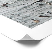 ペリカン鳥類野生動物 ポスター (角)