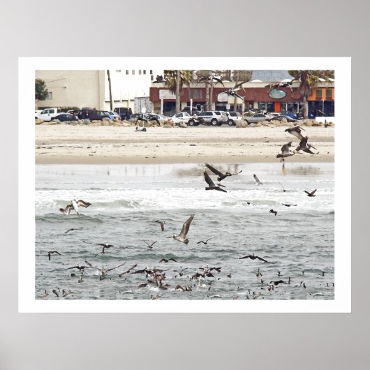 ペリカン鳥類野生動物 ポスター (正面)