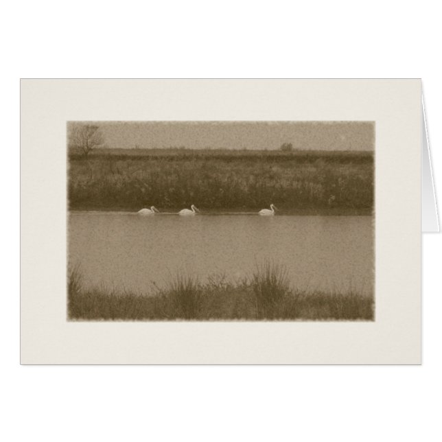 ペリカン (正面横)