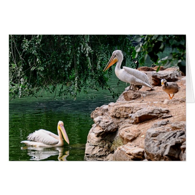 ペリカン (正面横)