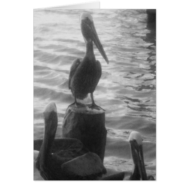 ペリカン (正面)