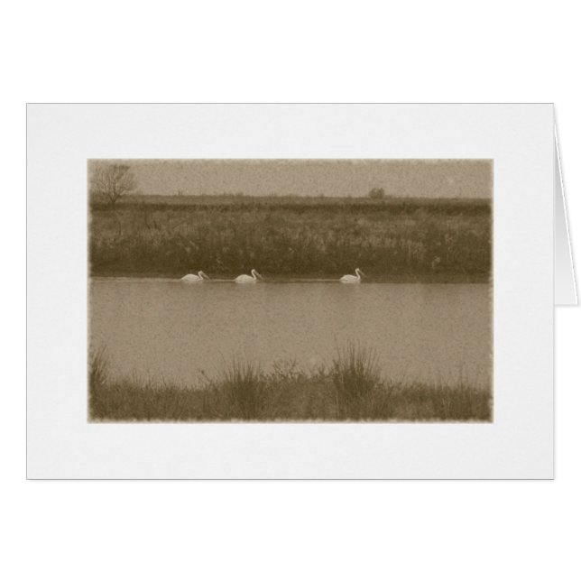 ペリカン (正面横)