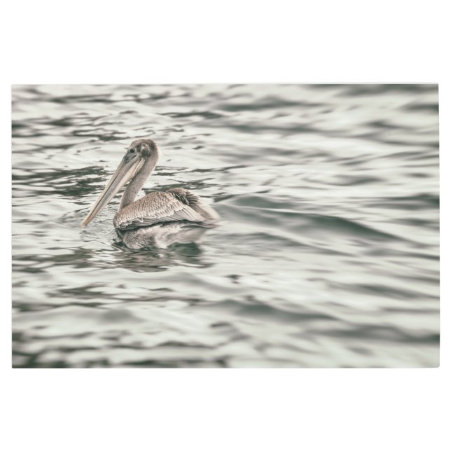 ペリカン・イン・ウォーター メタルプリント (正面)