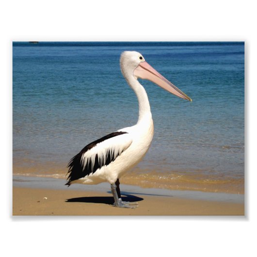 ペリカン フォトプリント            (正面)