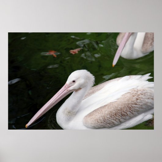 ペリカン ポスター (正面)