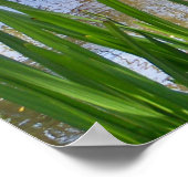 ペリカン ポスター (角)